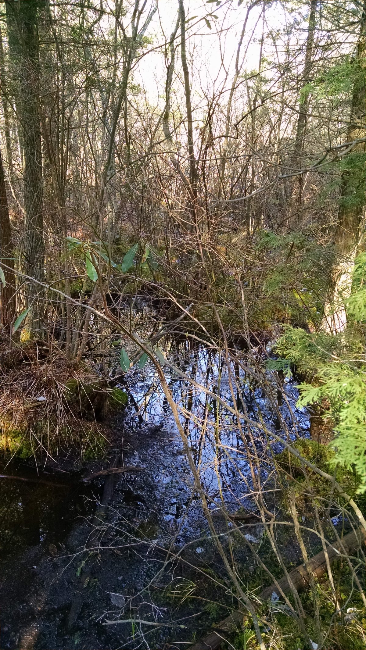 Wharton State Forest - Batona Trail 2016 Part 3