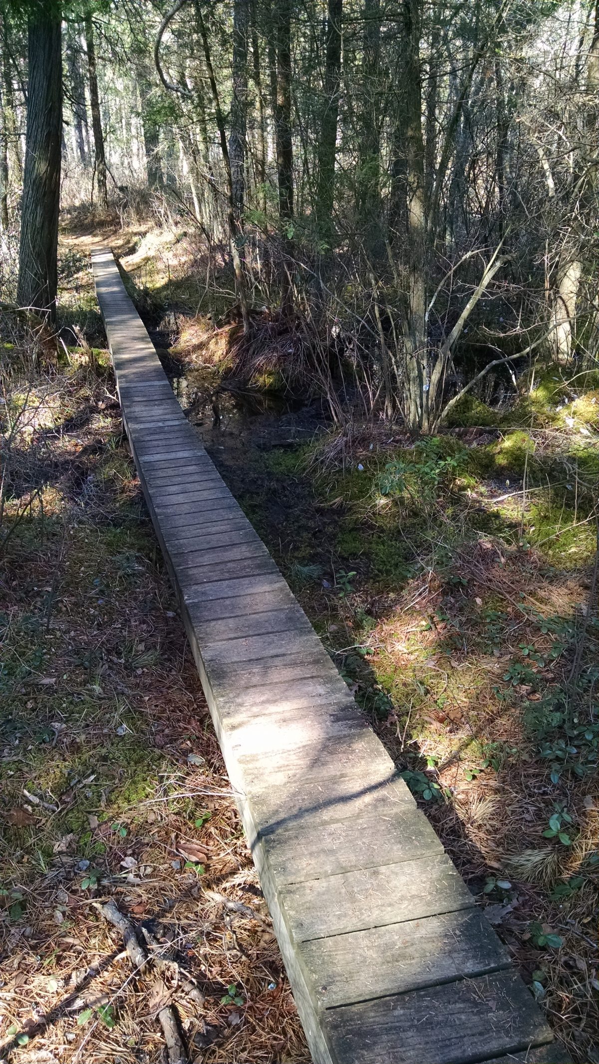 Wharton State Forest - Batona Trail 2016 Part 3