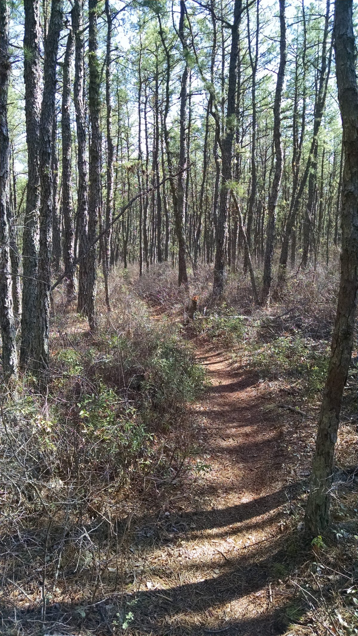 Wharton State Forest - Batona Trail 2016 Part 3