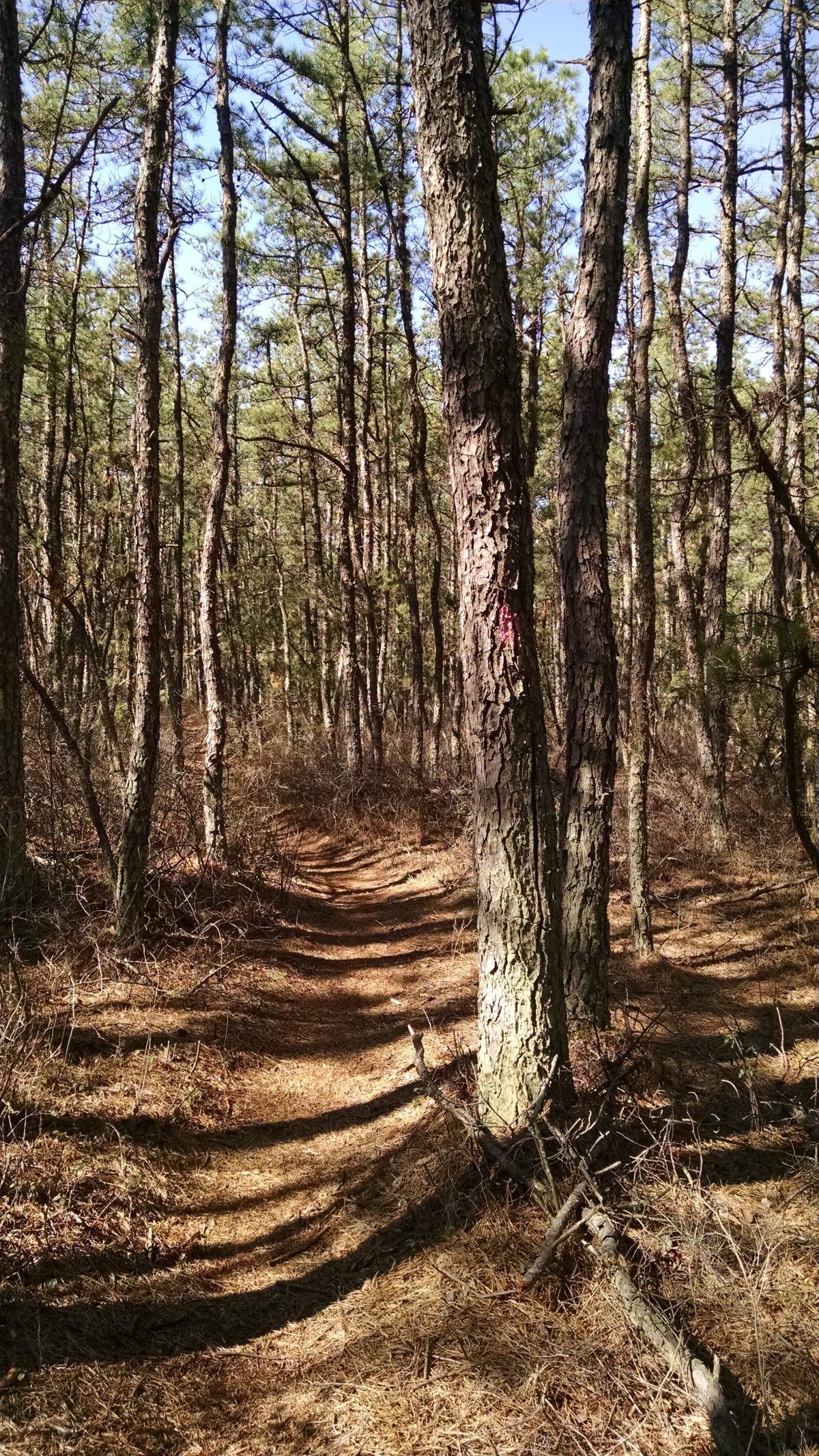 Wharton State Forest - Batona Trail 2016 Part 3