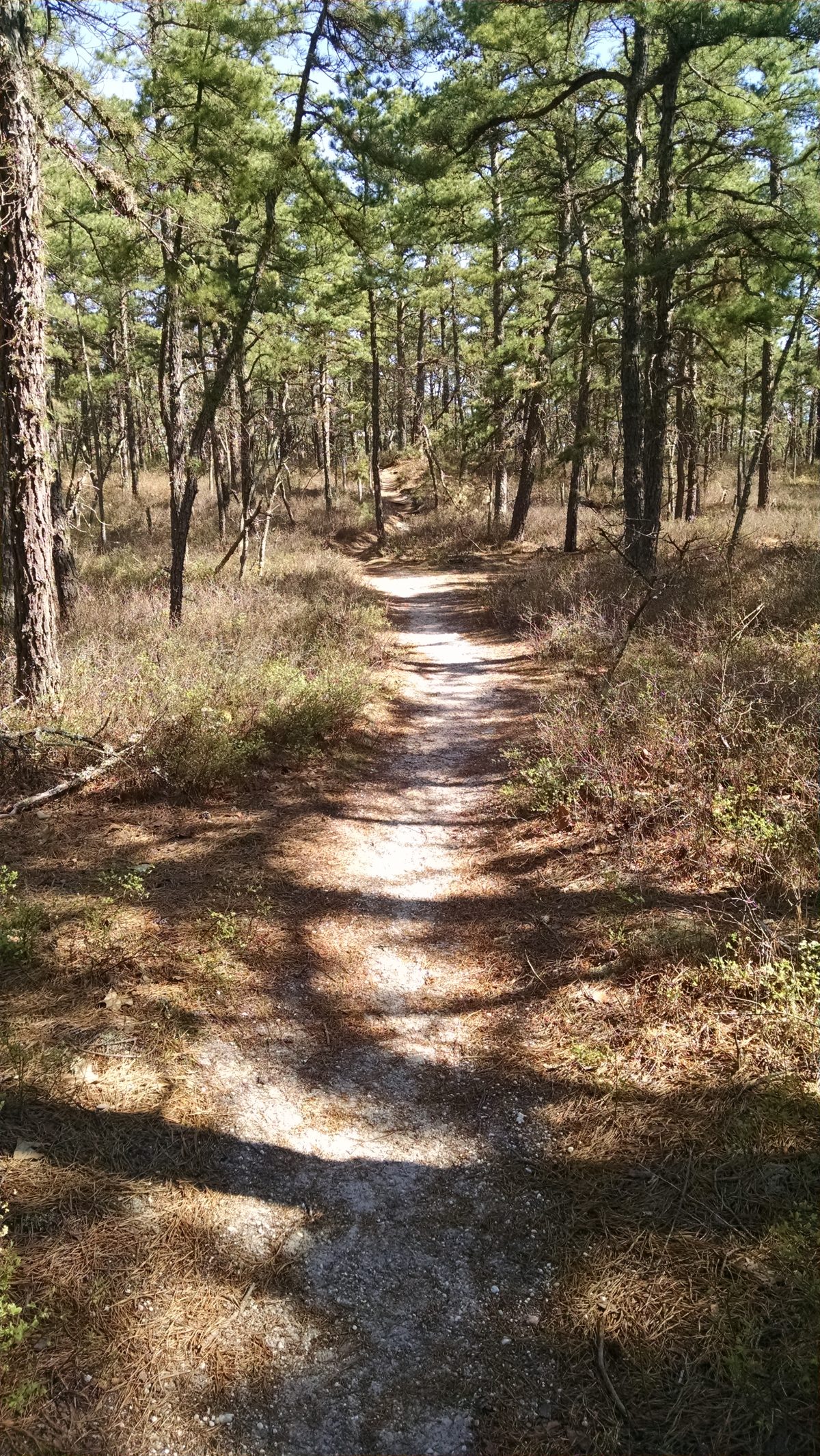 Wharton State Forest - Batona Trail 2016 Part 3