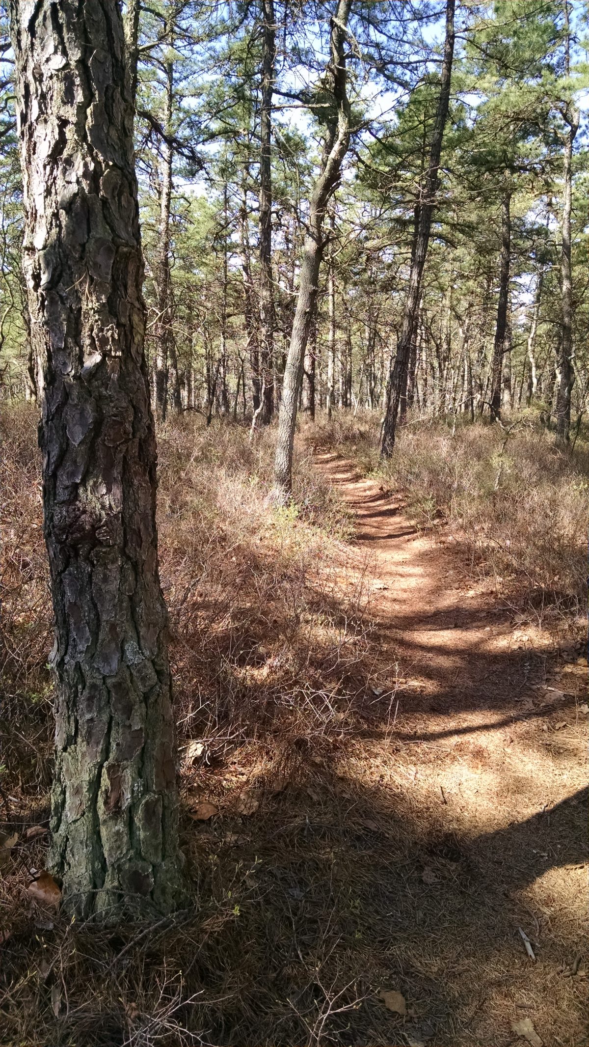 Wharton State Forest - Batona Trail 2016 Part 3