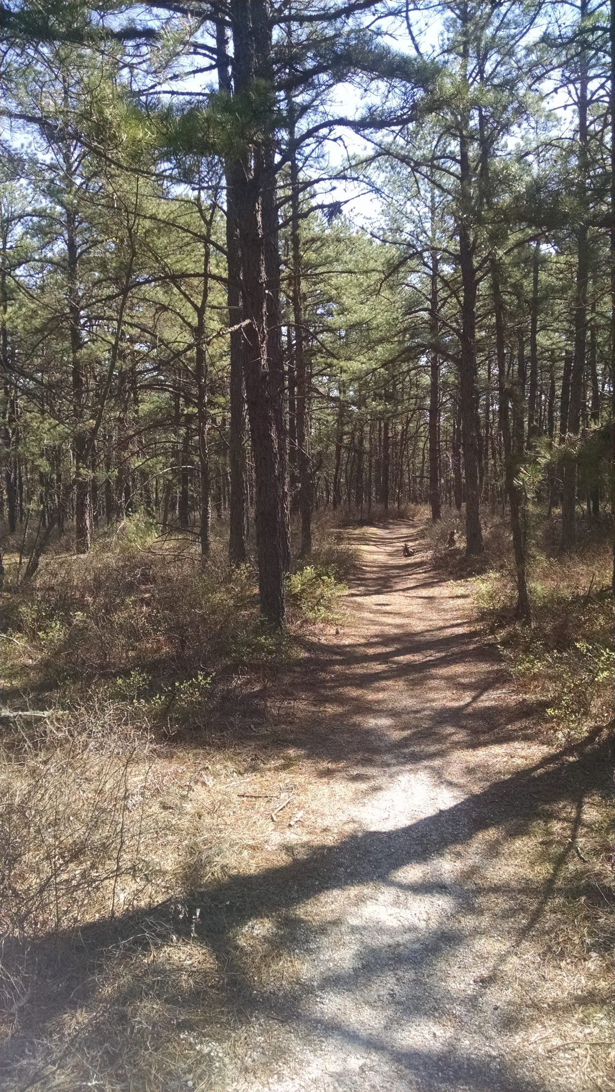 Wharton State Forest - Batona Trail 2016 Part 3