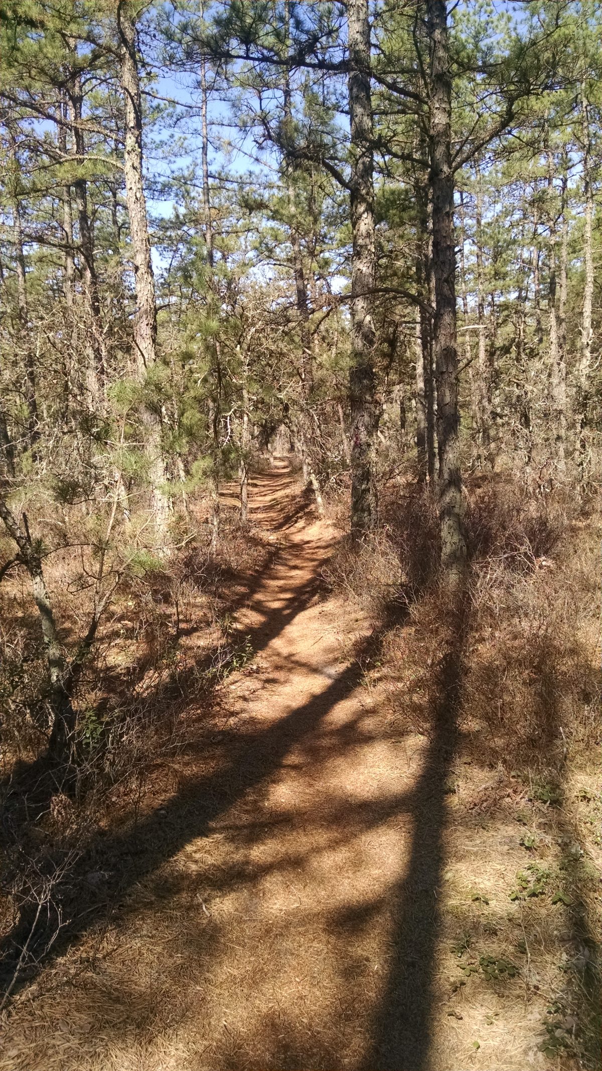 Wharton State Forest - Batona Trail 2016 Part 3