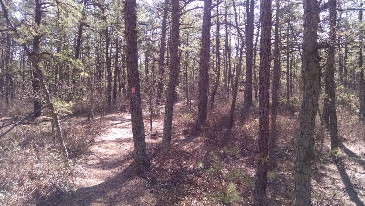 Wharton State Forest - Batona Trail 2016 Part 4