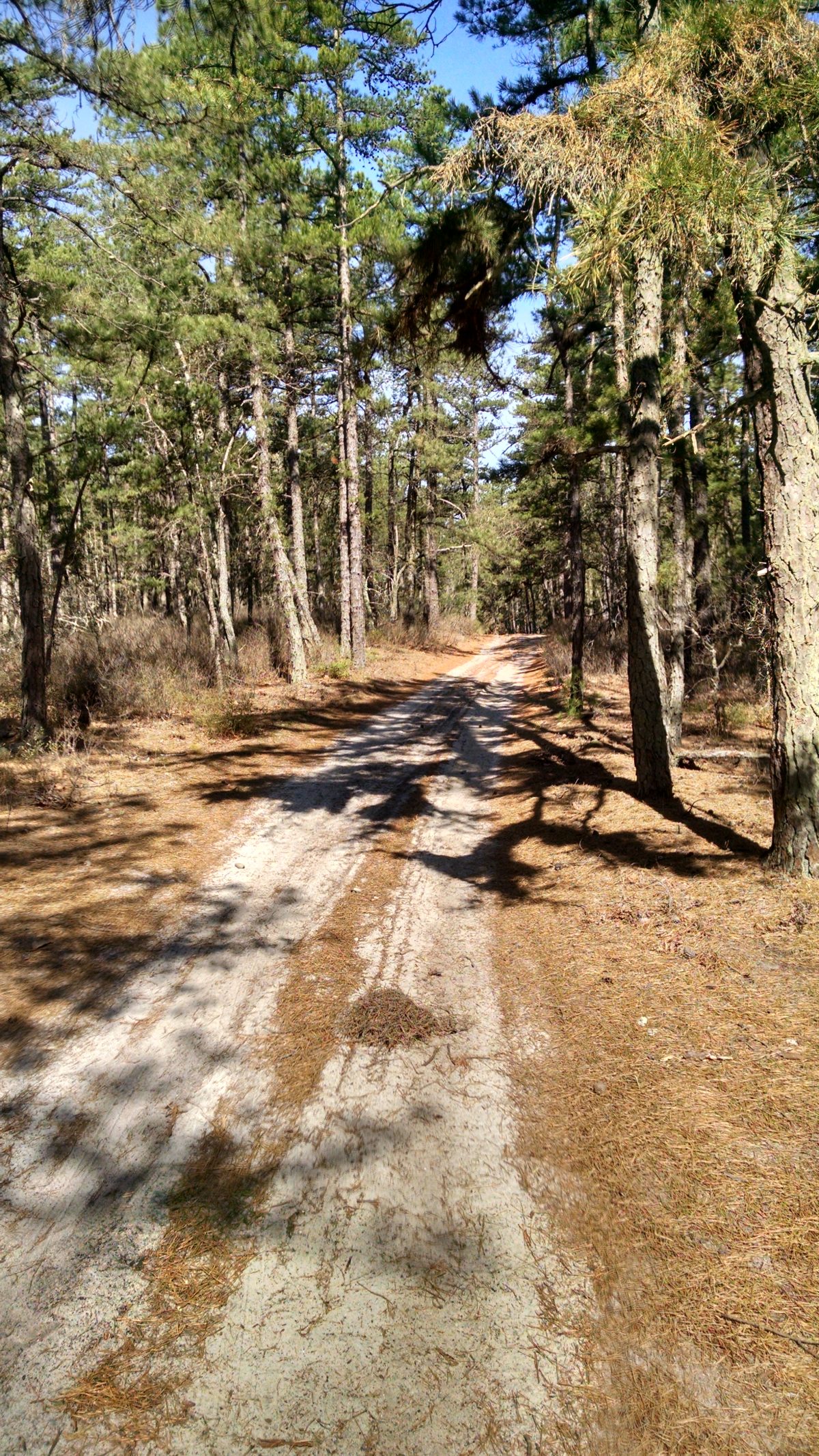 Wharton State Forest - Batona Trail 2016 Part 4