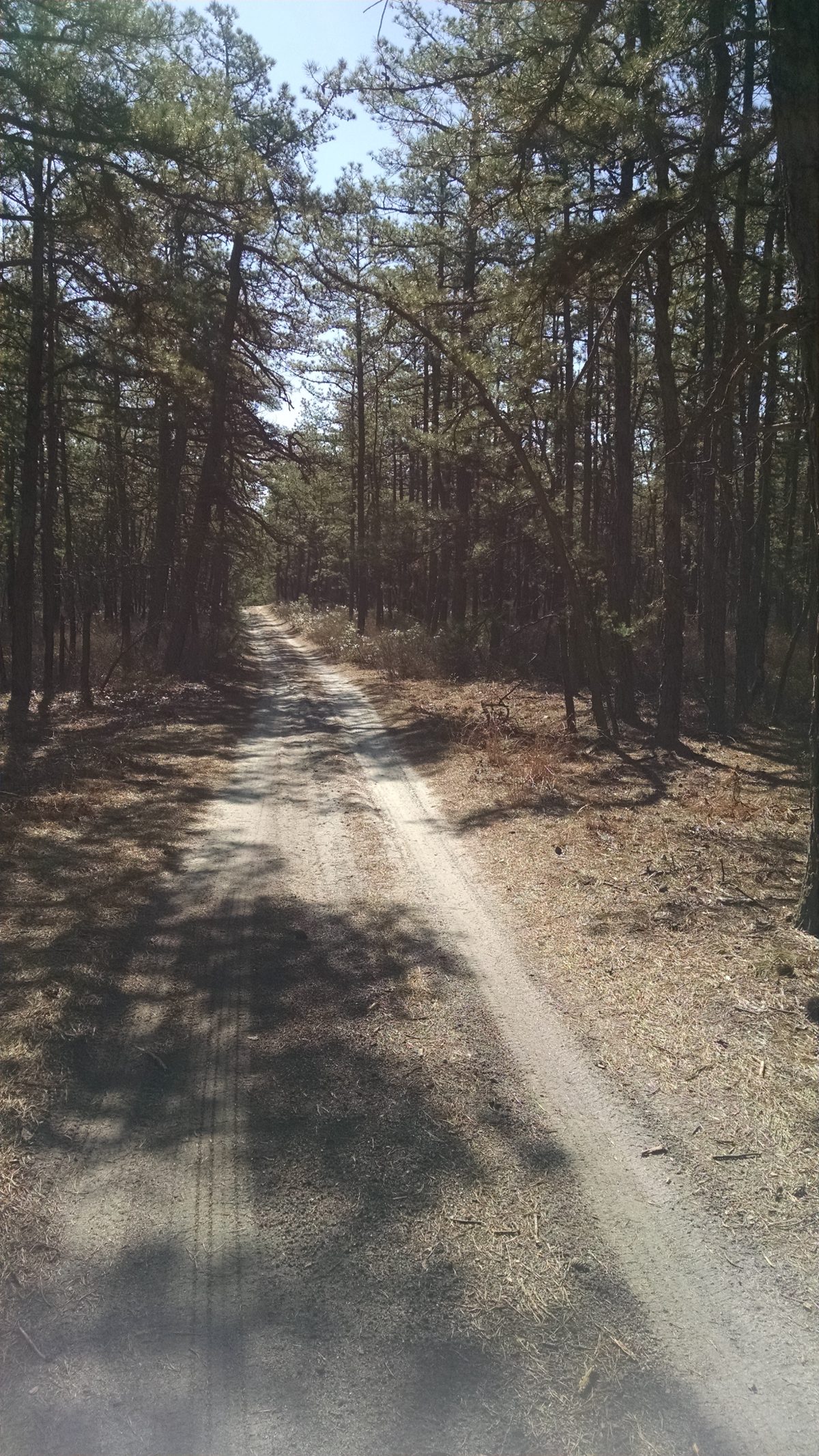 Wharton State Forest - Batona Trail 2016 Part 4