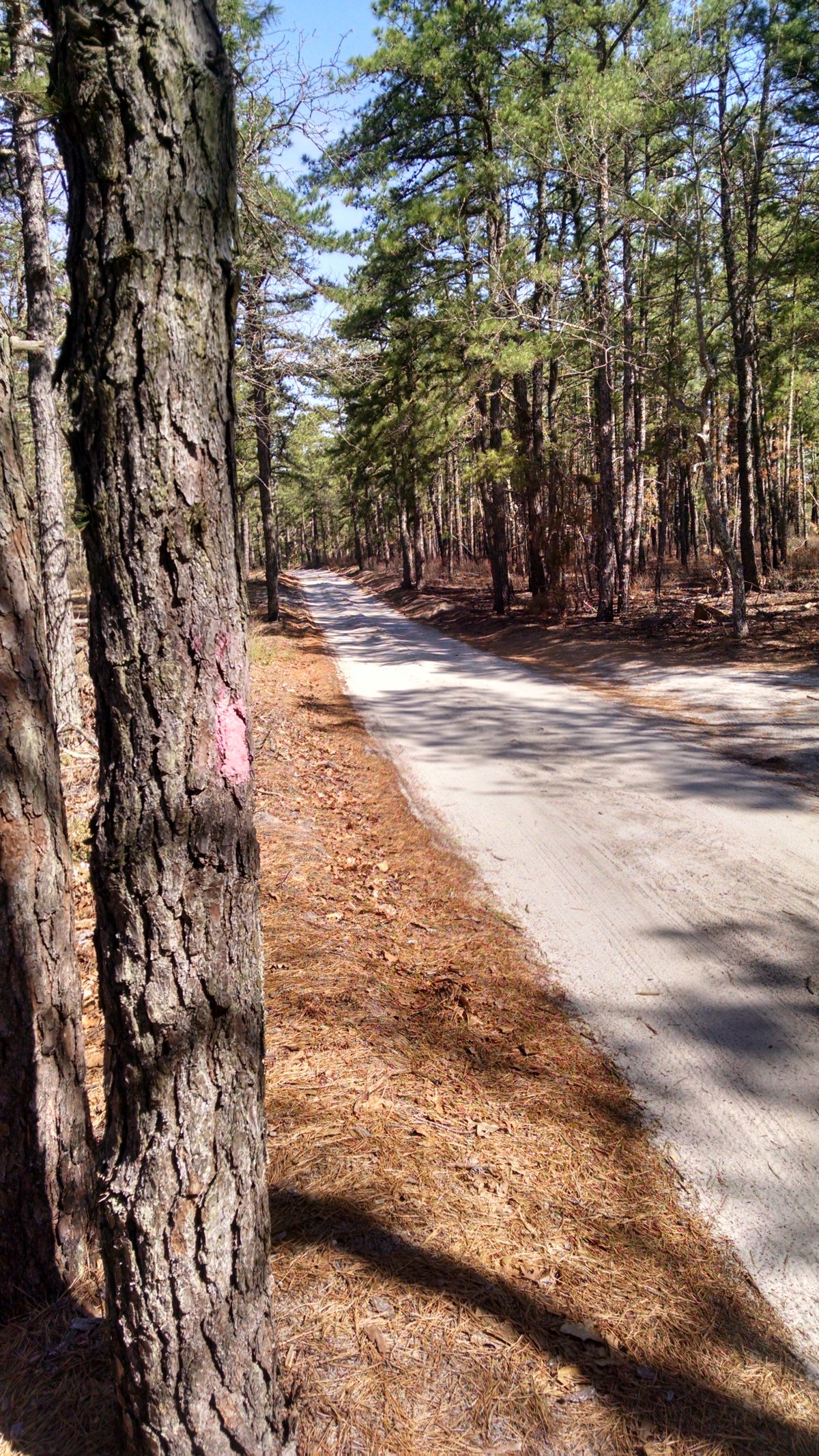 Wharton State Forest - Batona Trail 2016 Part 4