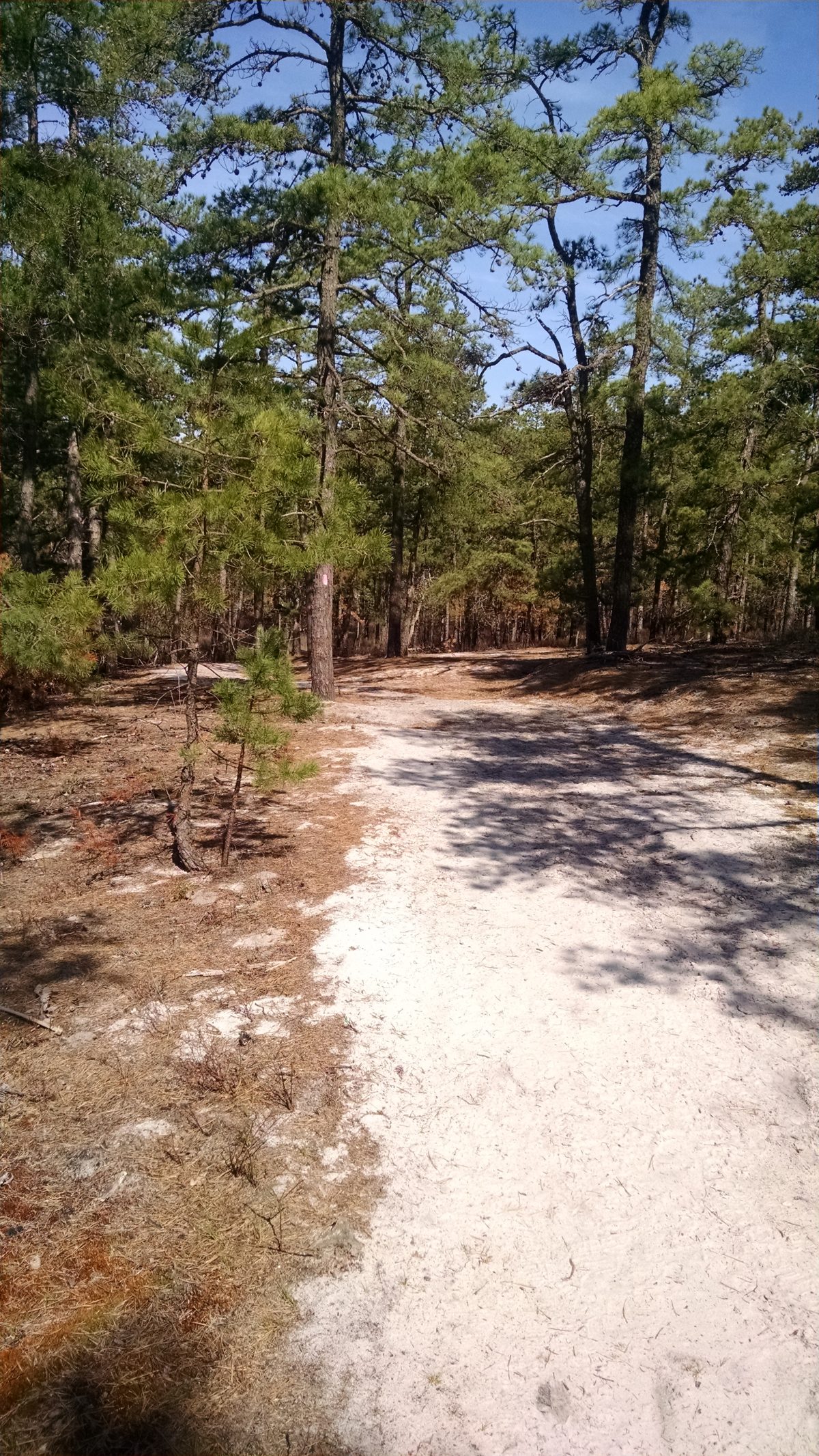 Wharton State Forest - Batona Trail 2016 Part 4