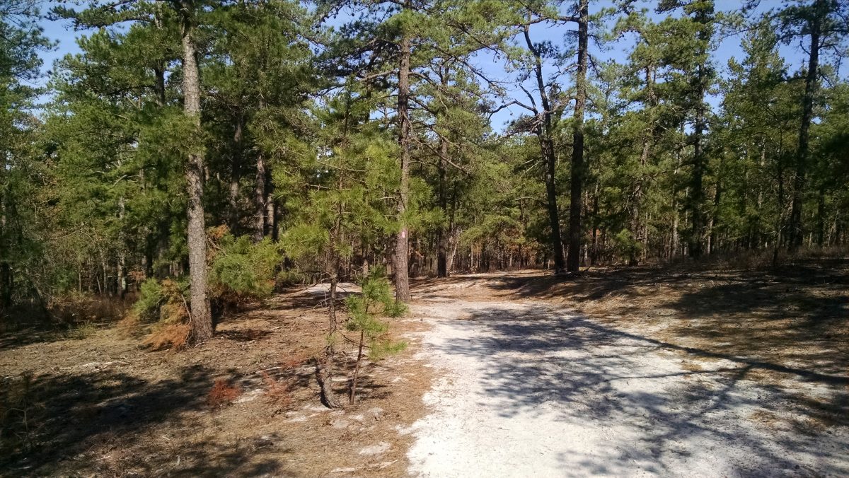 Wharton State Forest - Batona Trail 2016 Part 4