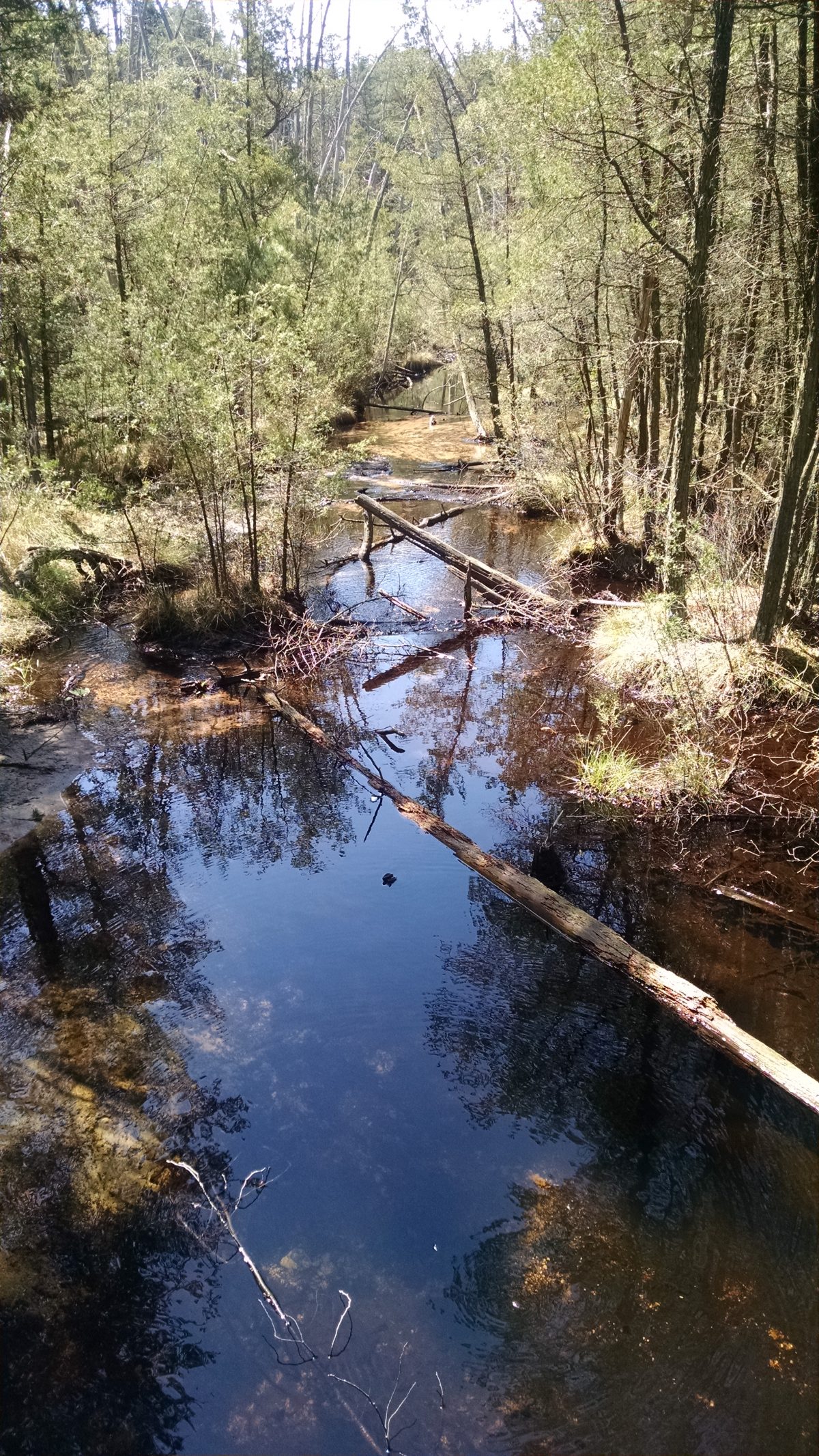 Wharton State Forest - Batona Trail 2016 Part 4