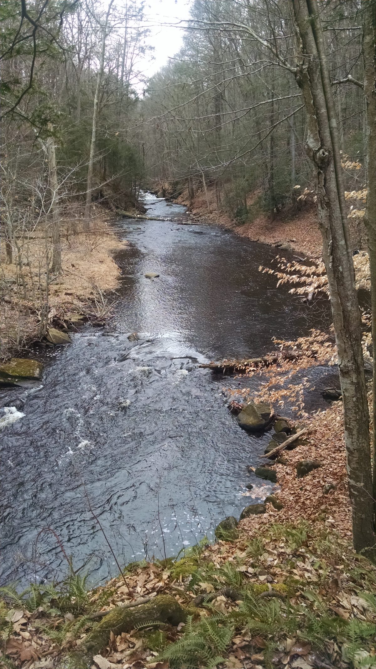 Black River Park January 2017 Part 2